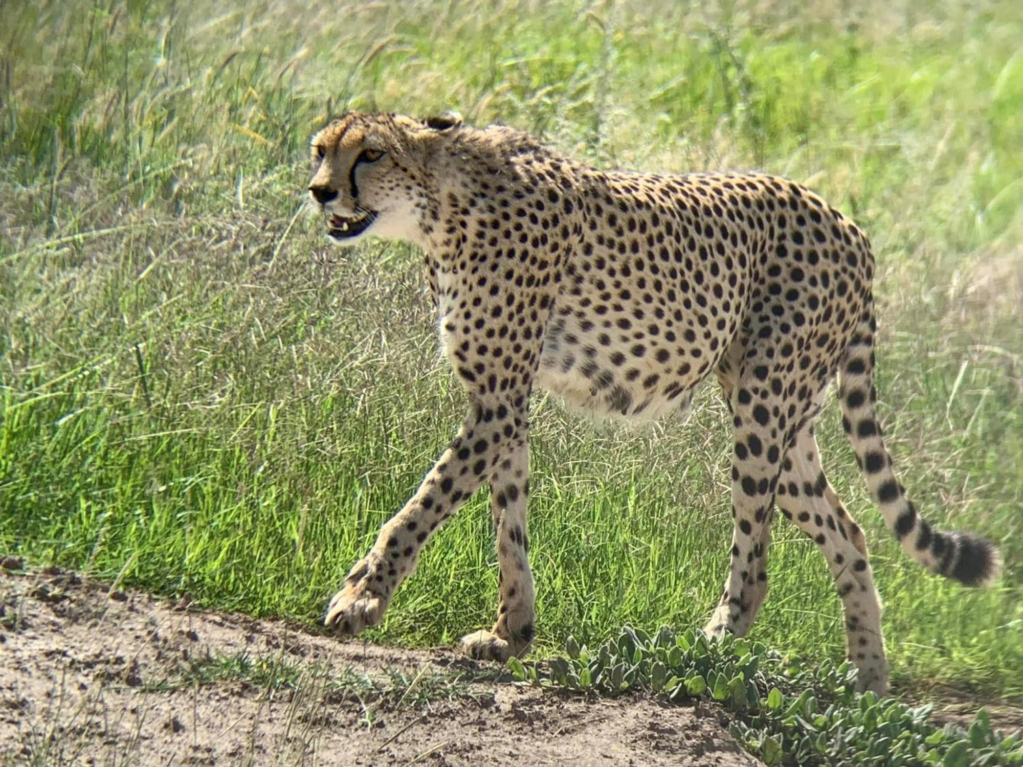 Amboseli Discovery Camp Buitenkant foto